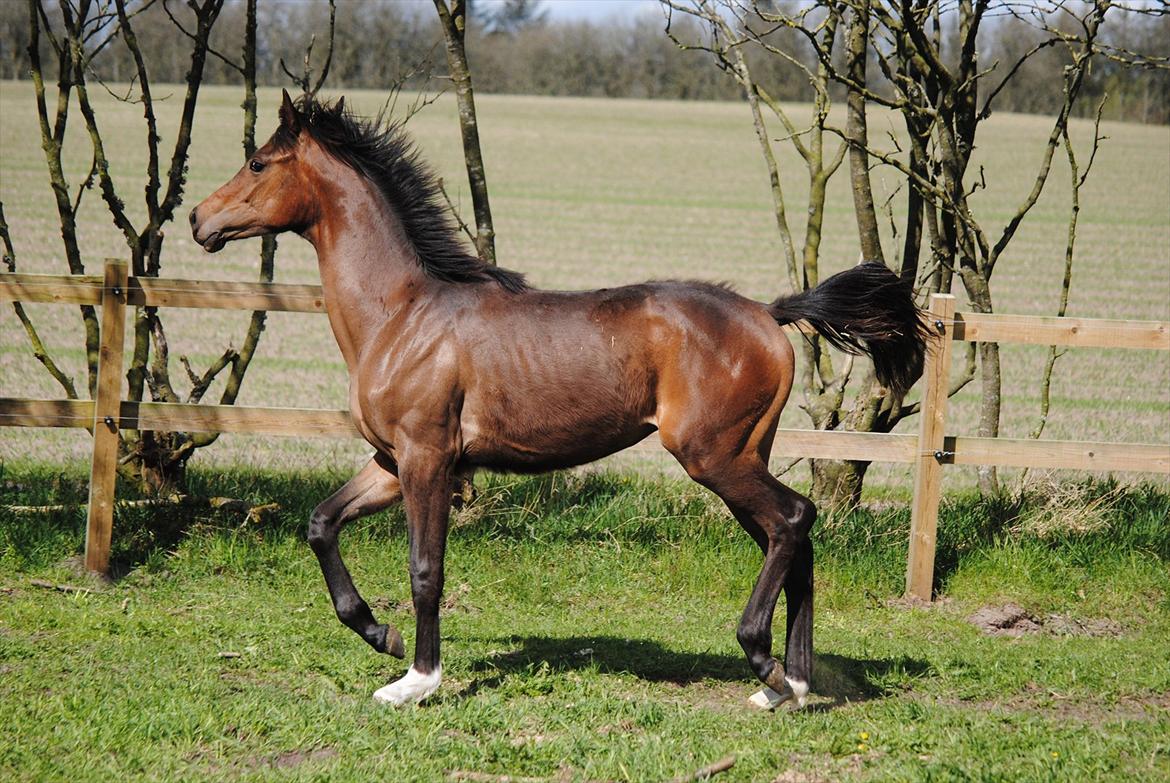 Dansk Varmblod Safran L - Safran 11 Mdr gammel billede 18