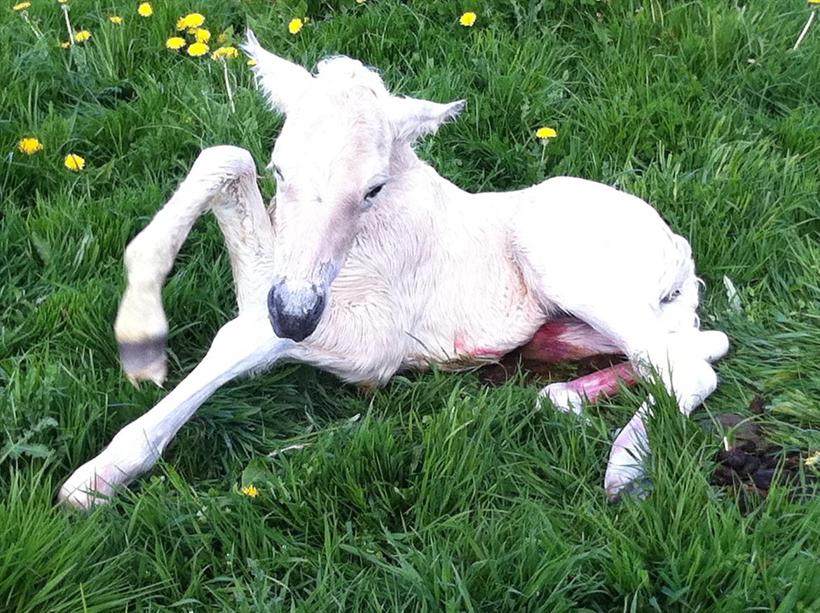 Fjordhest Schelhase's Filejs billede 1