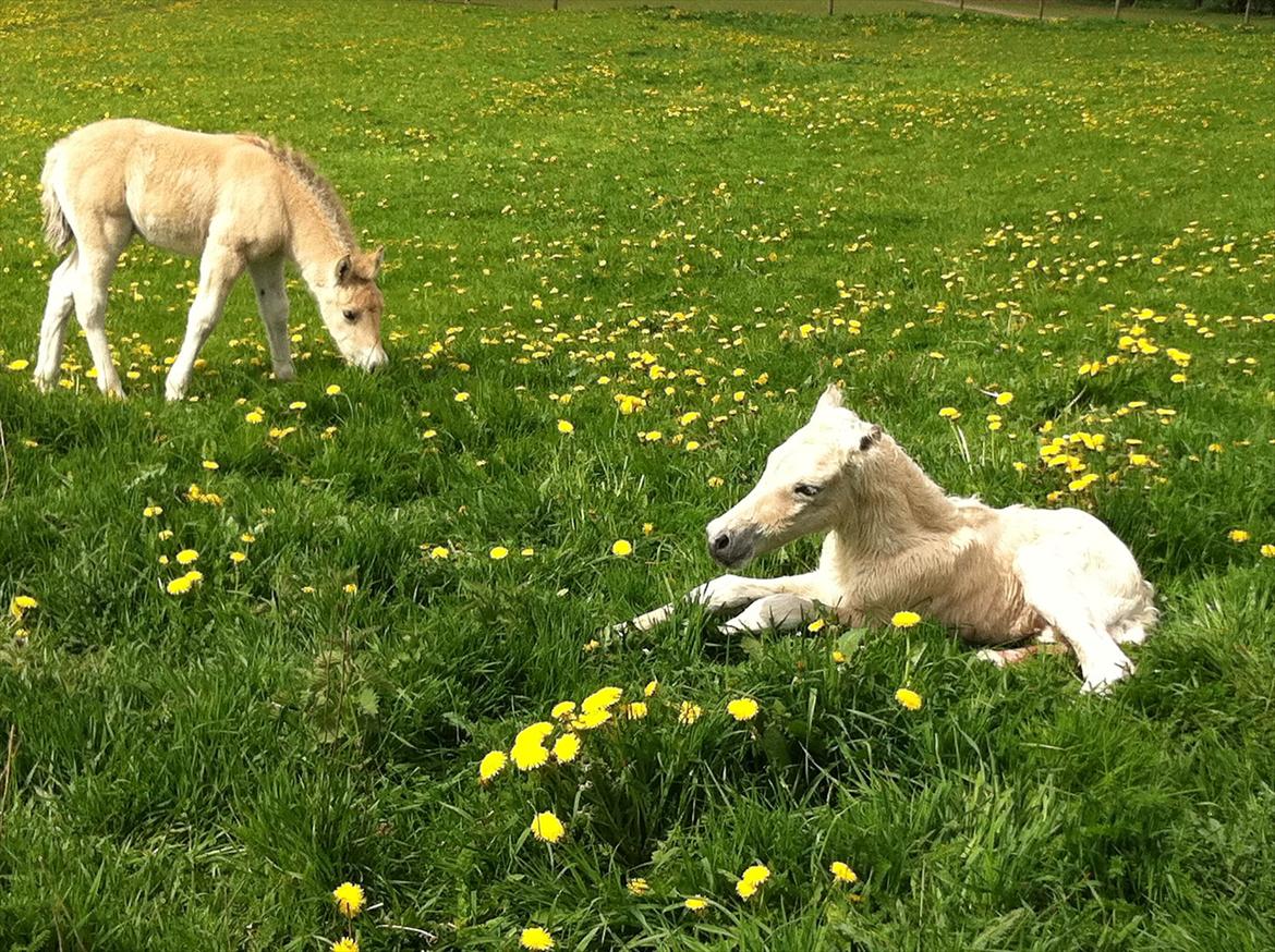 Fjordhest Schelhase's Filejs billede 2