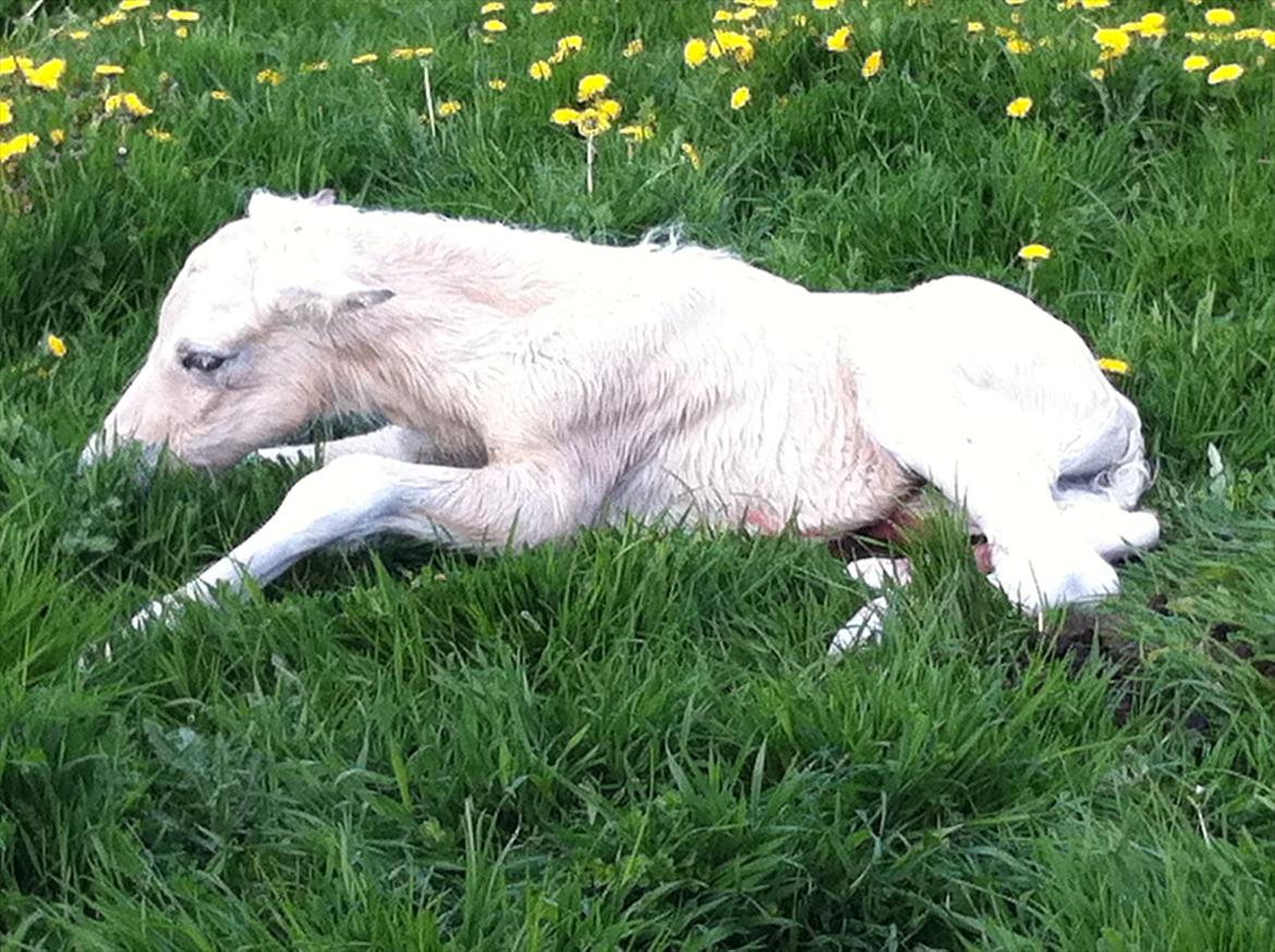 Fjordhest Schelhase's Filejs billede 3