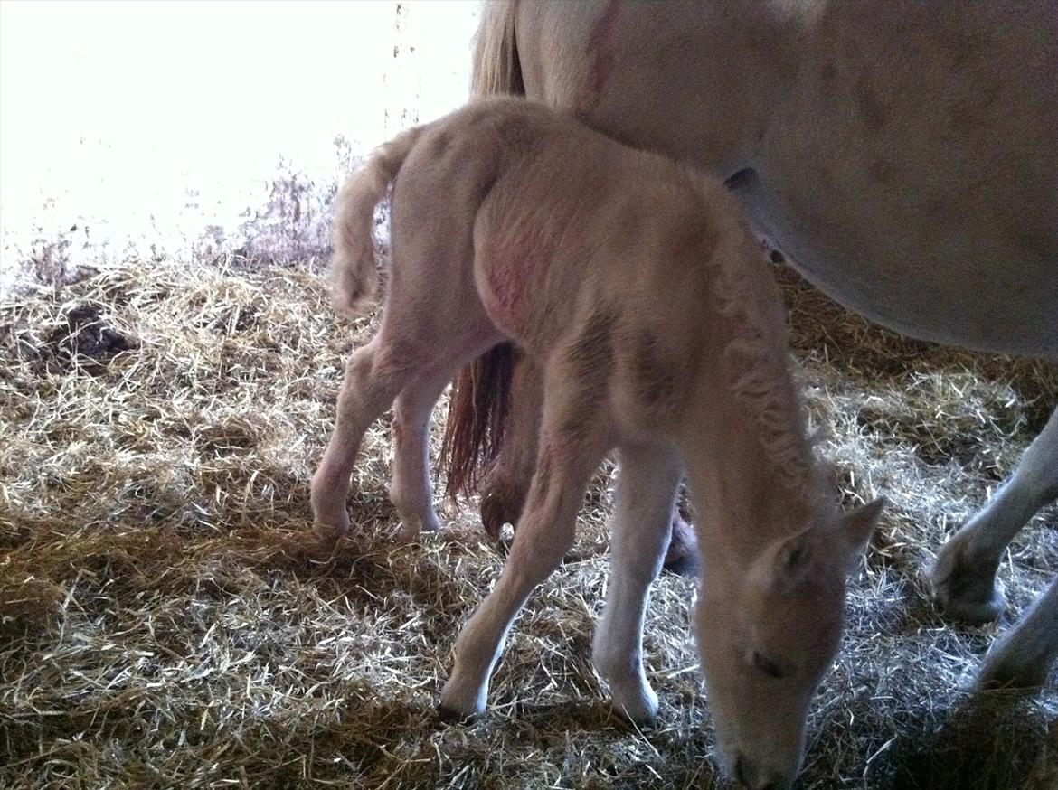 Fjordhest Schelhase's Filejs billede 4