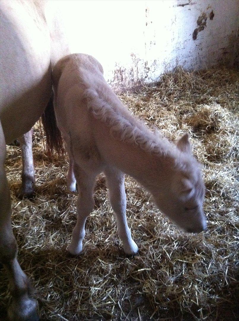 Fjordhest Schelhase's Filejs billede 5