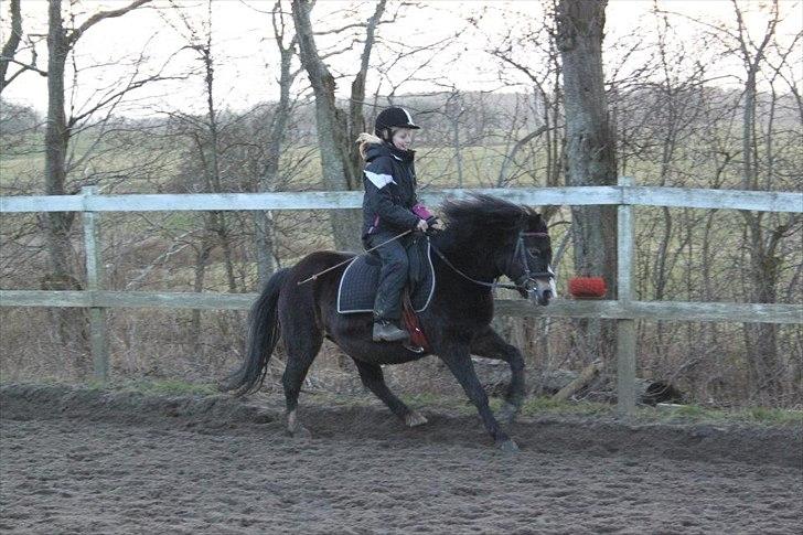 Welsh Mountain (sec A) // My Star // Josefine..!<3 - Foto: Christina billede 9