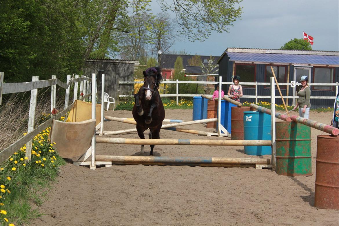 Welsh Mountain (sec A) // My Star // Josefine..!<3 - Løsspring
Foto: Christina billede 7