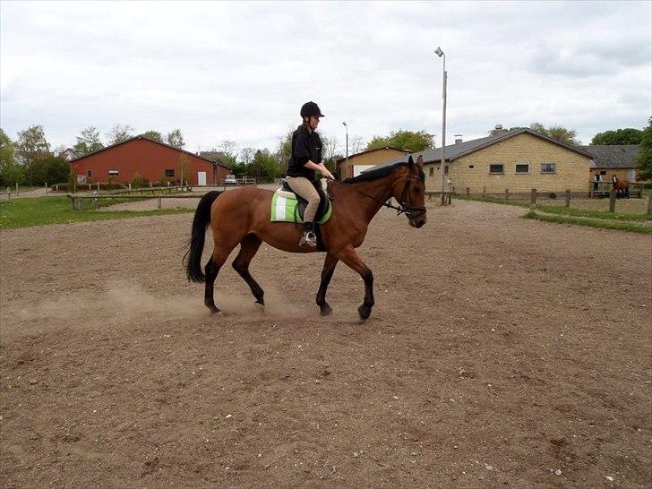 Dansk Varmblod Twiggi  "Prinsessen"<3 - 3. Dressur Foto: Astrid billede 3