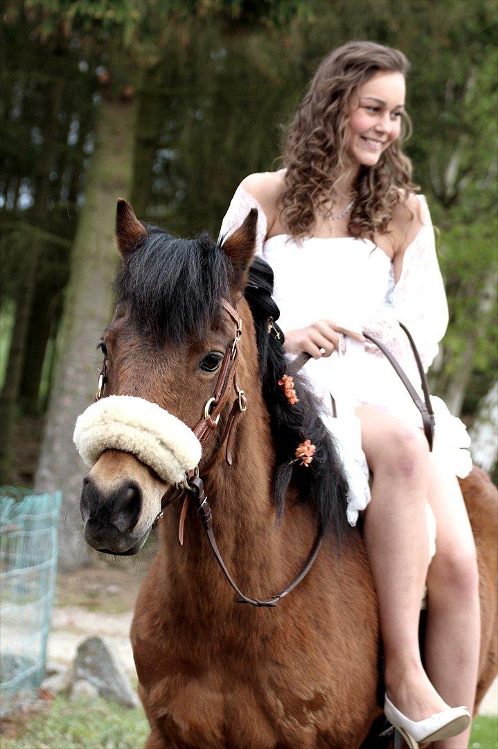 New Forest -Lilholdst Paloma [TheDreamHorse] - Paloma nede ved kirken <3 billede 3