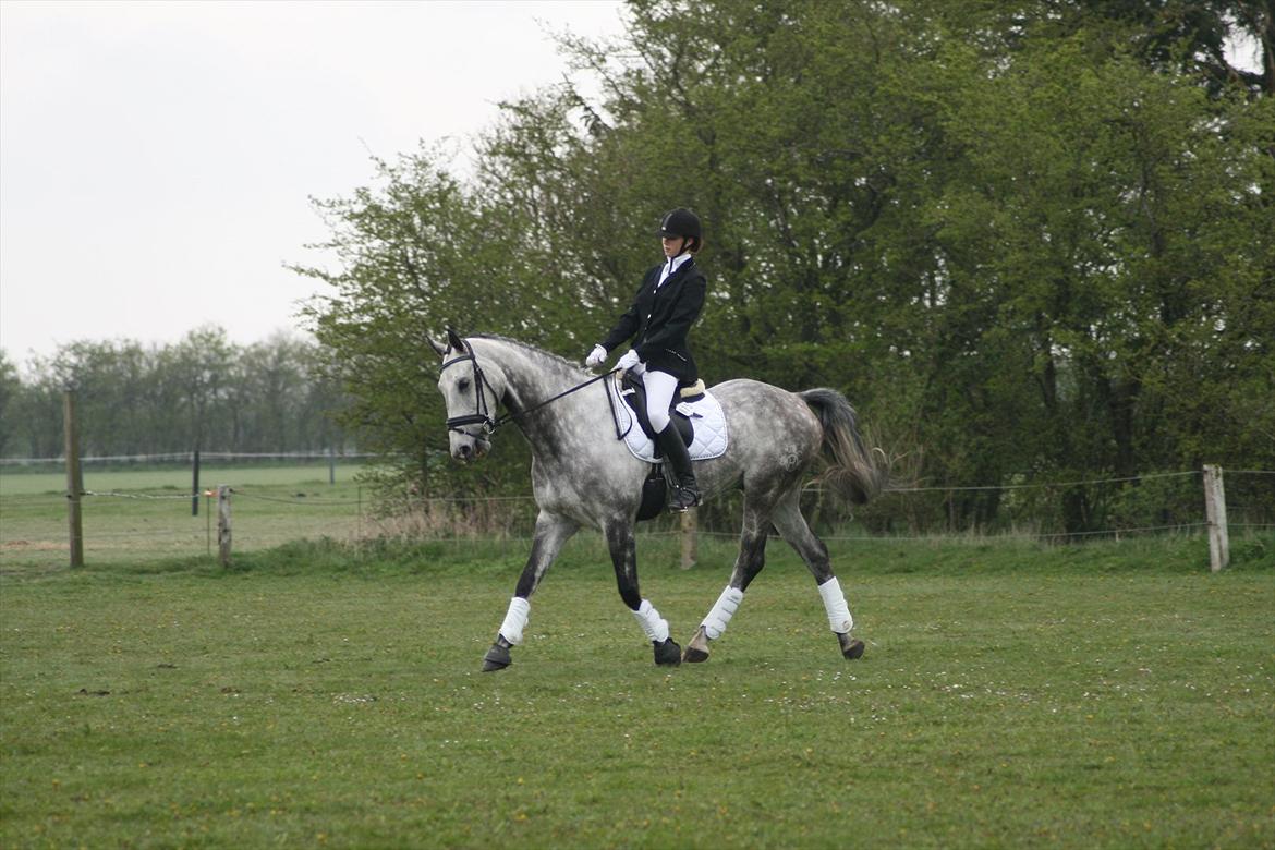 Holstener Armstrong ( Min bedste ven) <3 billede 4