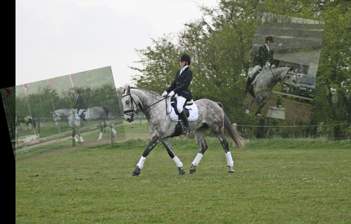 Holstener Armstrong ( Min bedste ven) <3 billede 1