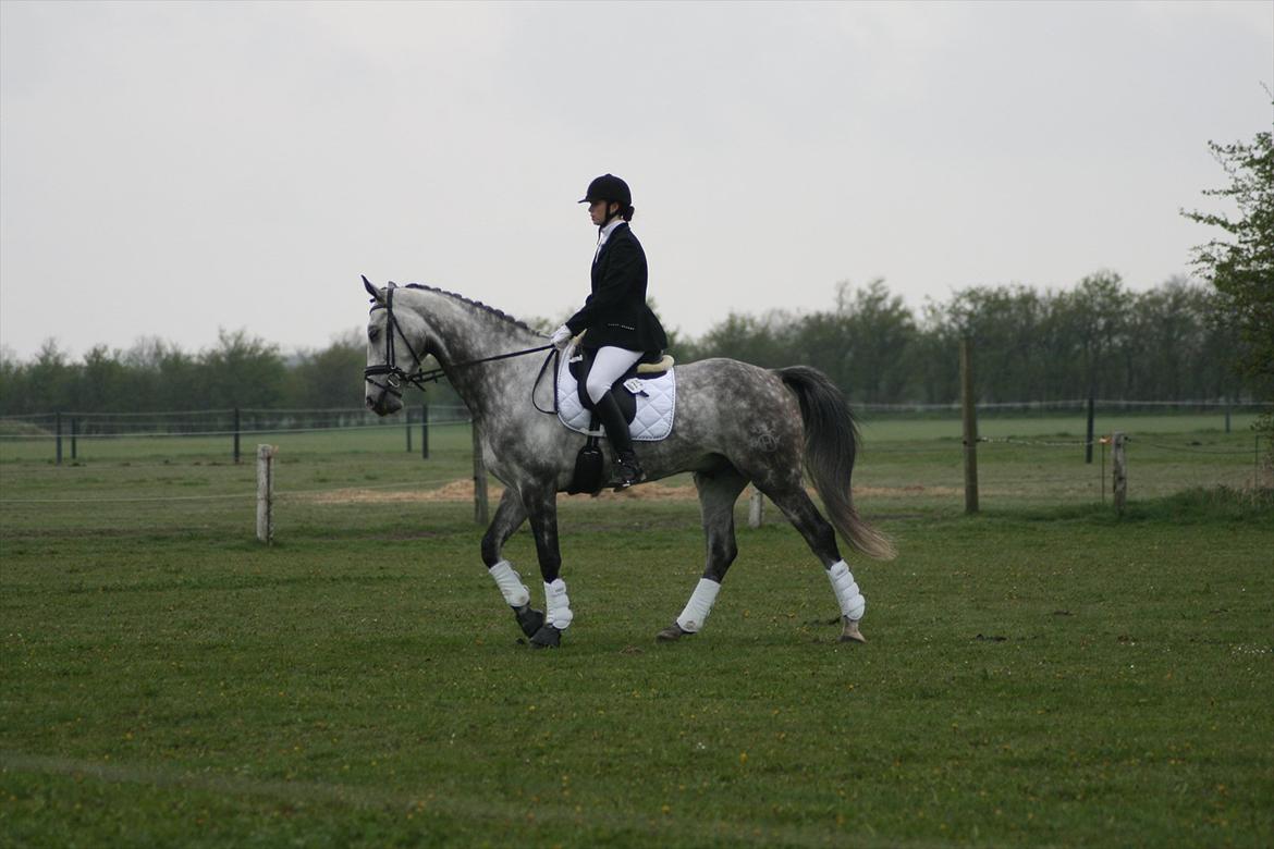 Holstener Armstrong ( Min bedste ven) <3 billede 9