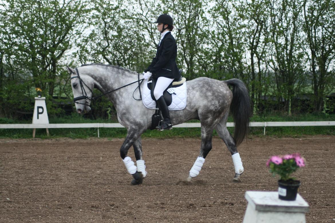 Holstener Armstrong ( Min bedste ven) <3 billede 10