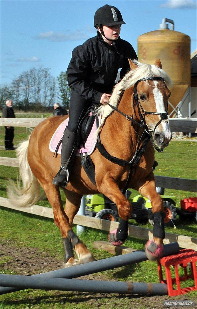 Haflinger Sofie - Dear whoever is reading this, you're beautiful and someone out there is crazy about you. So smile. Life is too short to be unhappy.
Foto: MAL billede 14