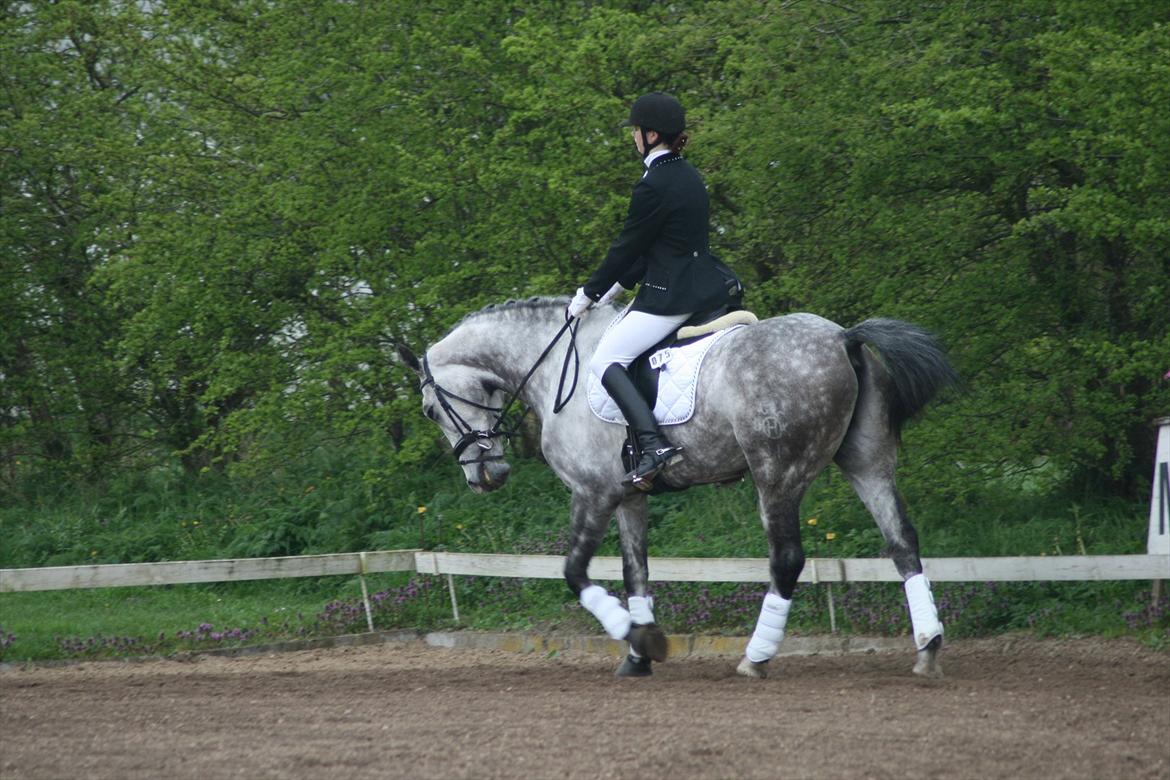 Holstener Armstrong ( Min bedste ven) <3 billede 11