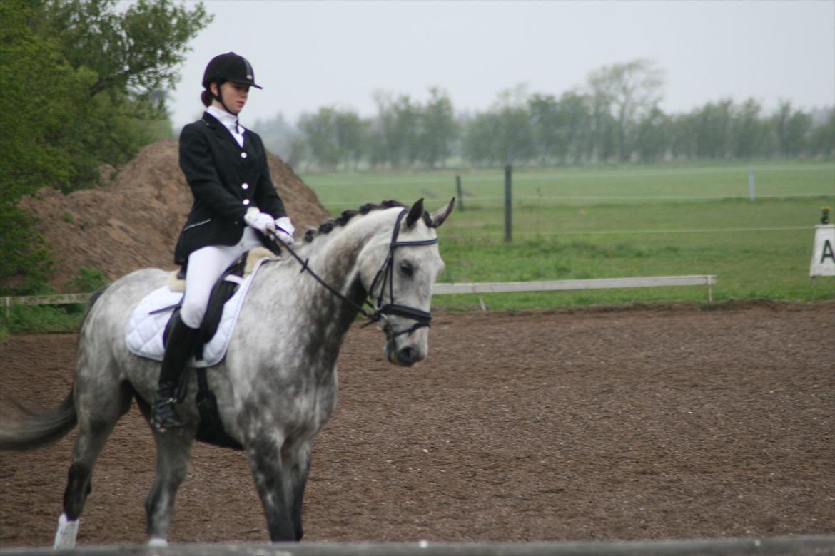 Holstener Armstrong ( Min bedste ven) <3 billede 12