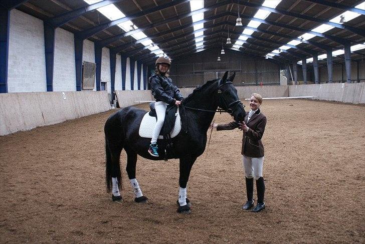 Frieser Jeltsje fra Sonderladegaard(Passer) billede 6