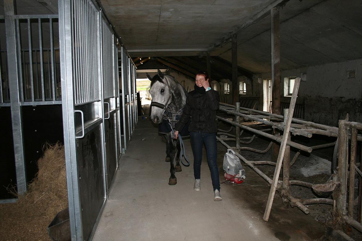 Holstener Armstrong ( Min bedste ven) <3 billede 14