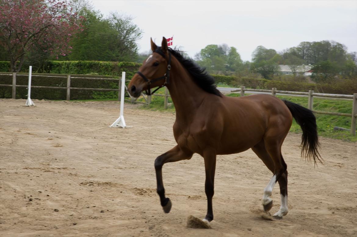 Dansk Varmblod Bøgegårdens Landini billede 7