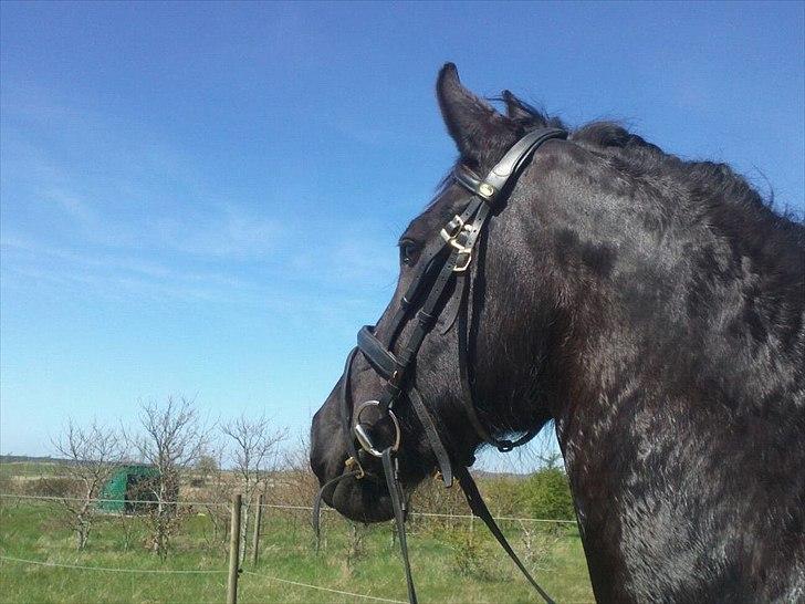 Frieser Jeltsje fra Sonderladegaard(Passer) billede 7