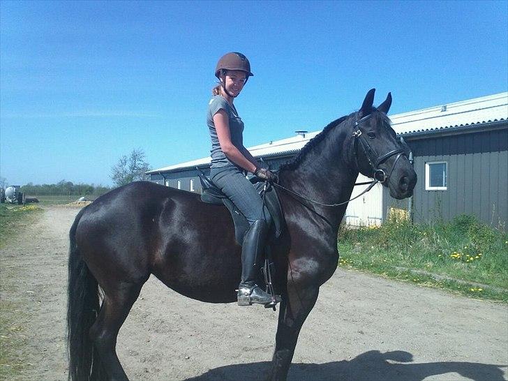 Frieser Jeltsje fra Sonderladegaard(Passer) billede 8