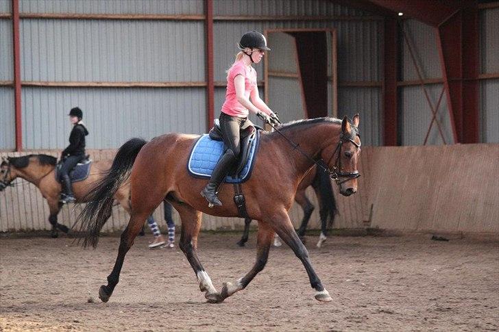 Pinto Krastrup's Impulz - Ridning den 5. maj 2012
Billedet er taget af Maja Baun billede 8