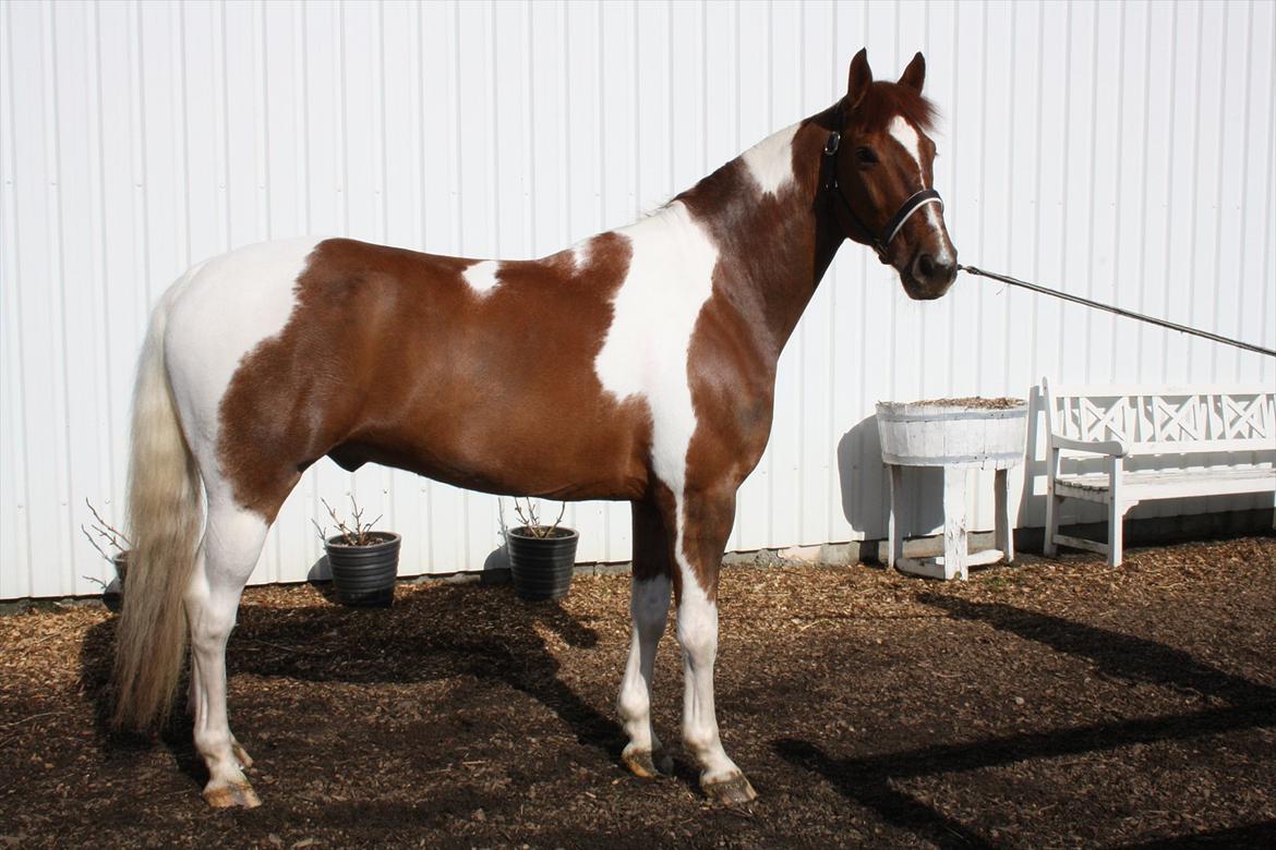 Anden særlig race Jazzo A-pony - For lækker til love ;-)  billede 19