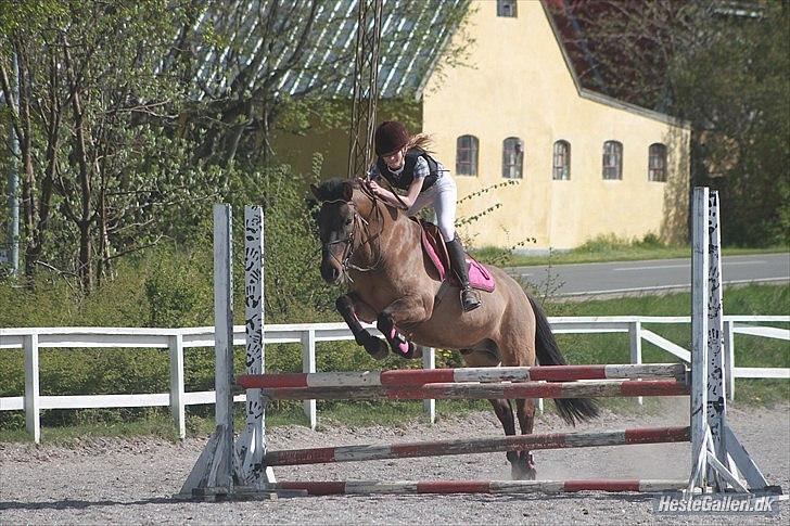 Konik Polski Sølvmosegaards Koniko - 13) opvarmning på HUR på verdens sejeste powny!!
foto Maria Ebsen! tak billede 10