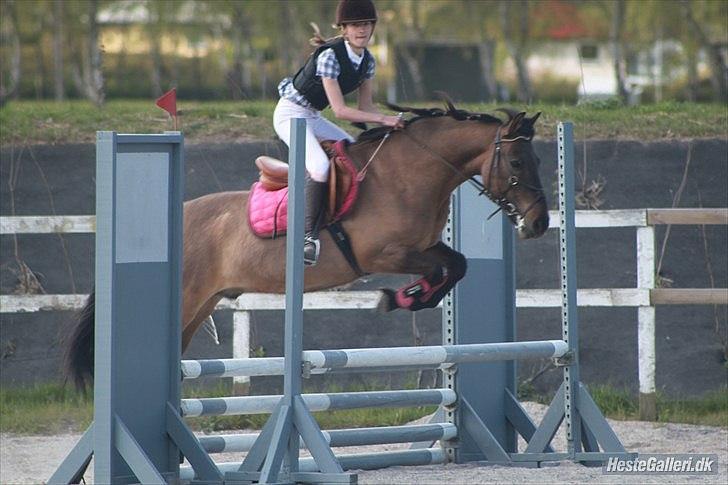 Konik Polski Sølvmosegaards Koniko - 10) LC met B3 med 8fejl
Foto Maria Ebsen! tusind tak!!! billede 11