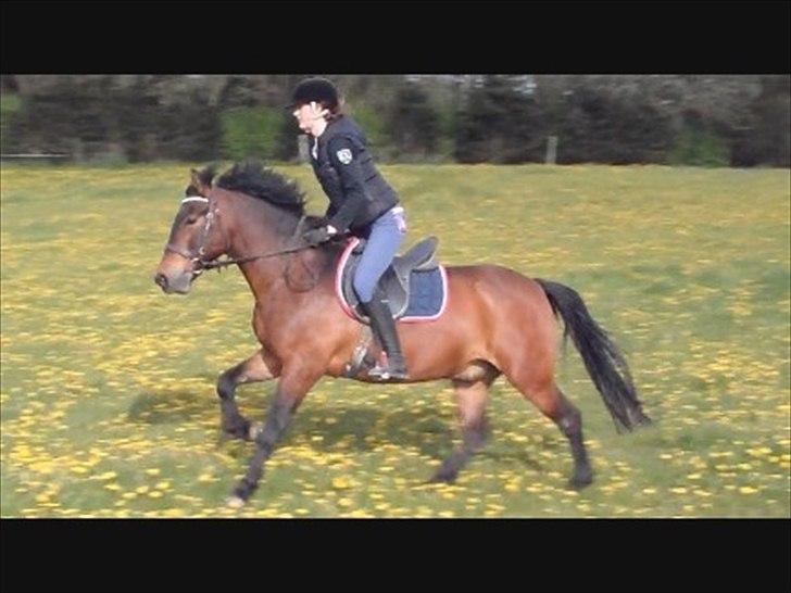 Anden særlig race Shja-shje billede 9