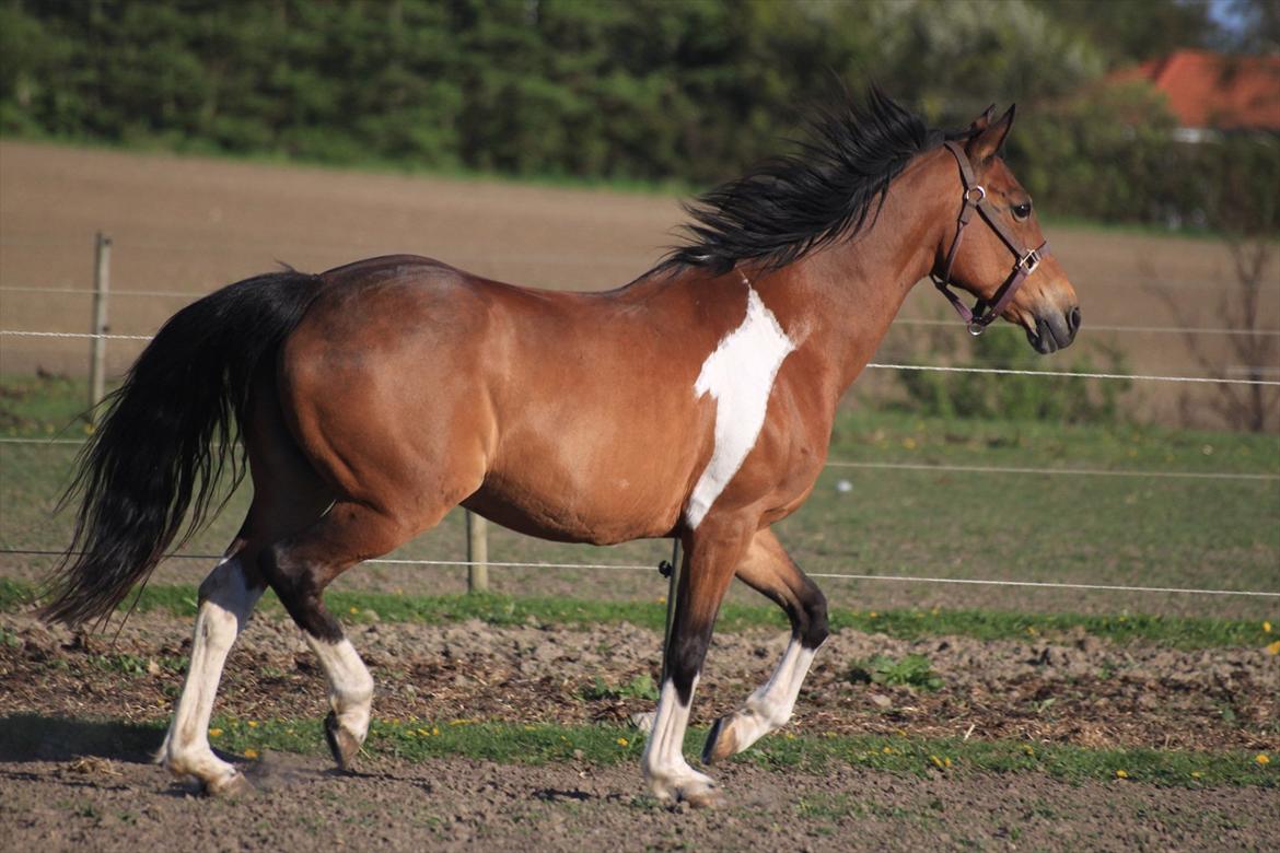 Pinto Madeline billede 2