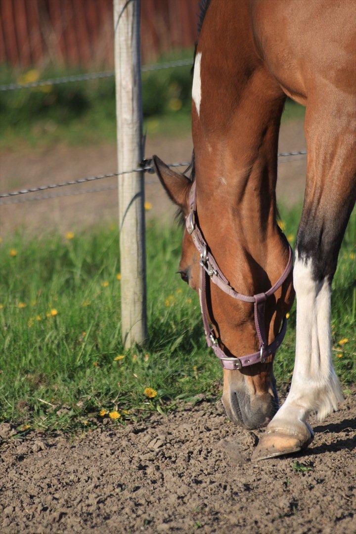 Pinto Madeline billede 5