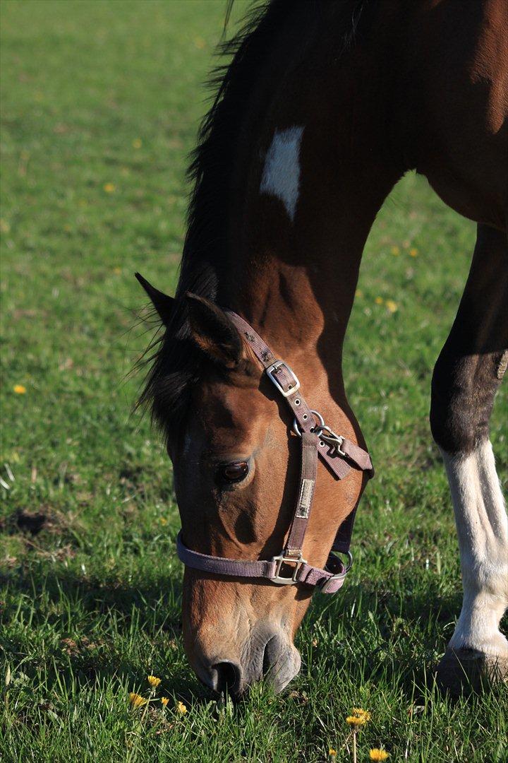 Pinto Madeline billede 6