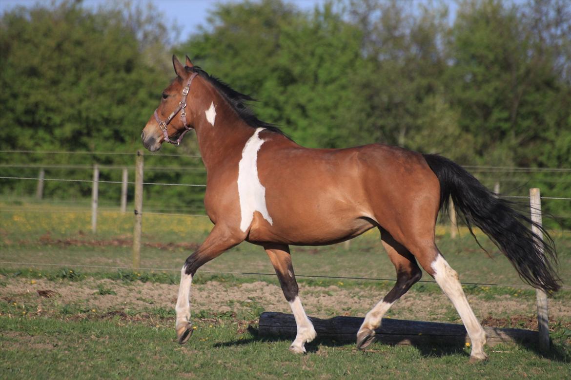 Pinto Madeline billede 7