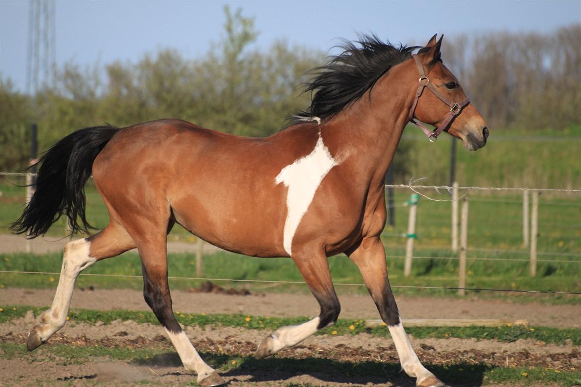 Pinto Madeline billede 8