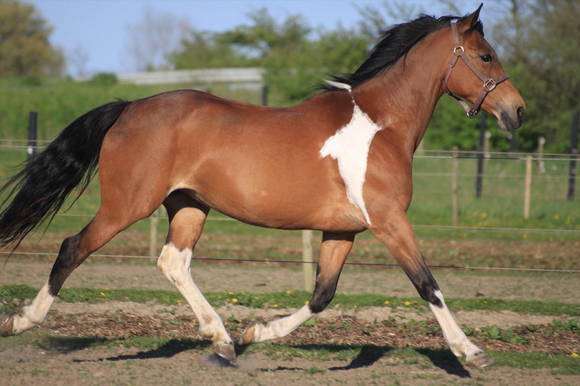 Pinto Madeline billede 9