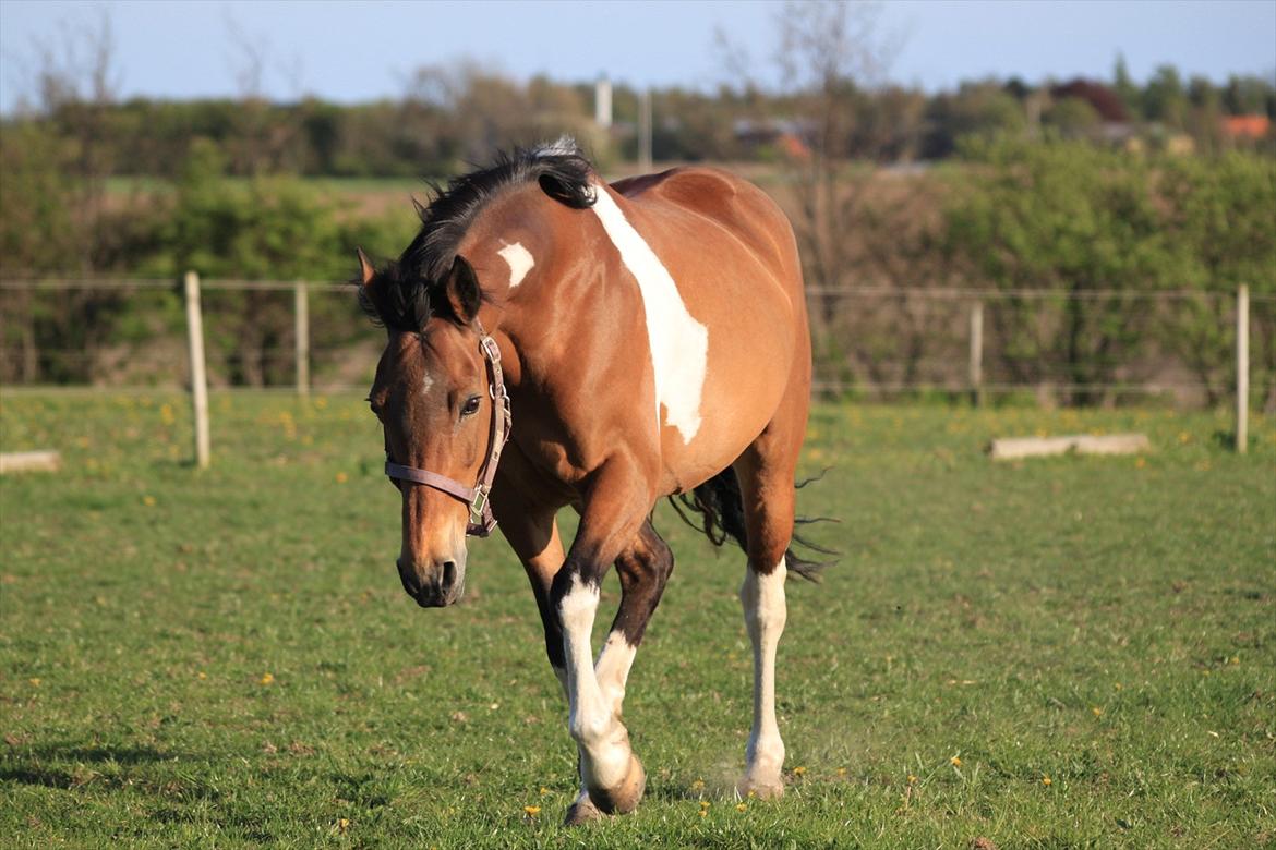 Pinto Madeline billede 10