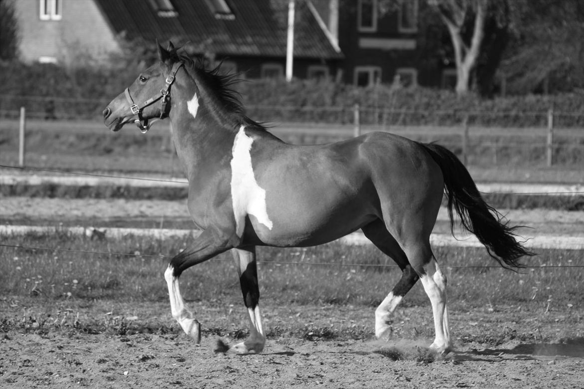 Pinto Madeline billede 11