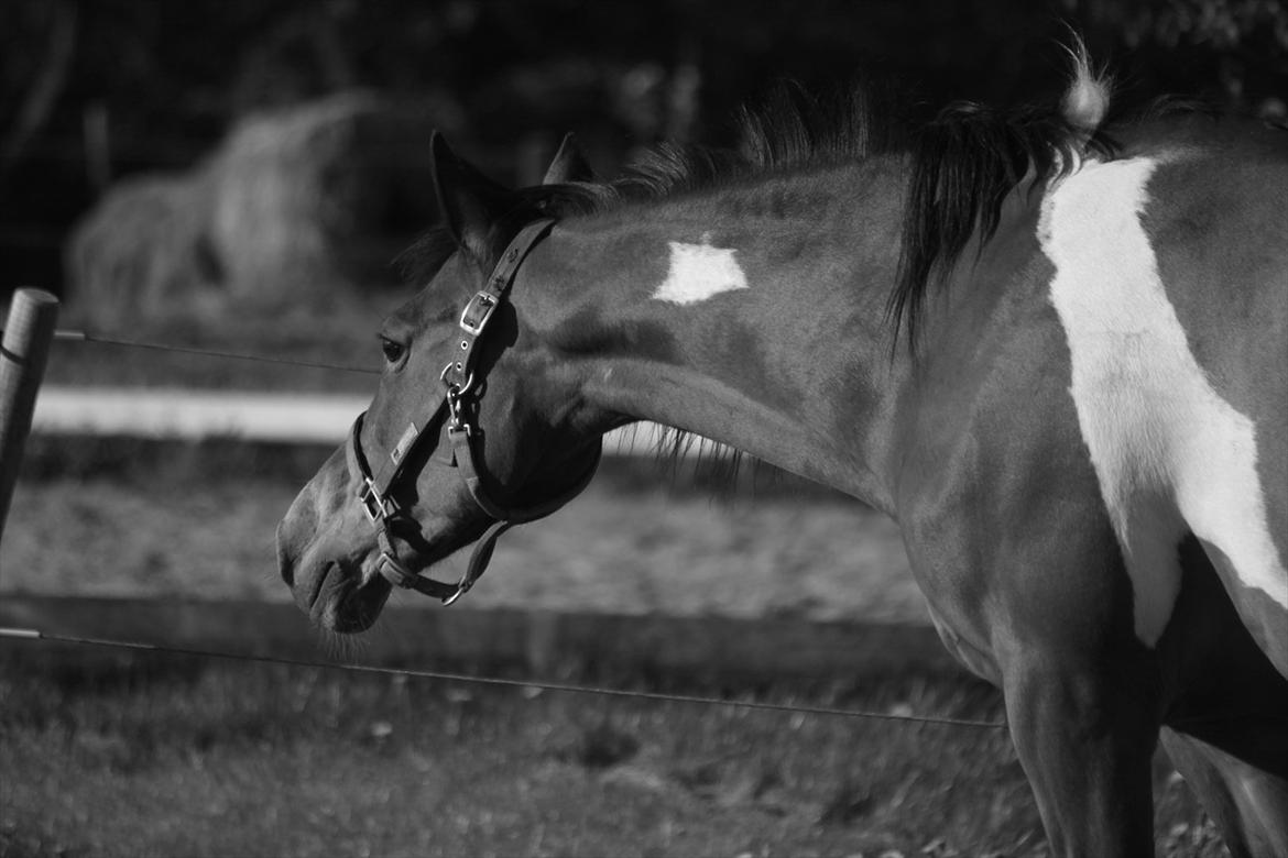 Pinto Madeline billede 12