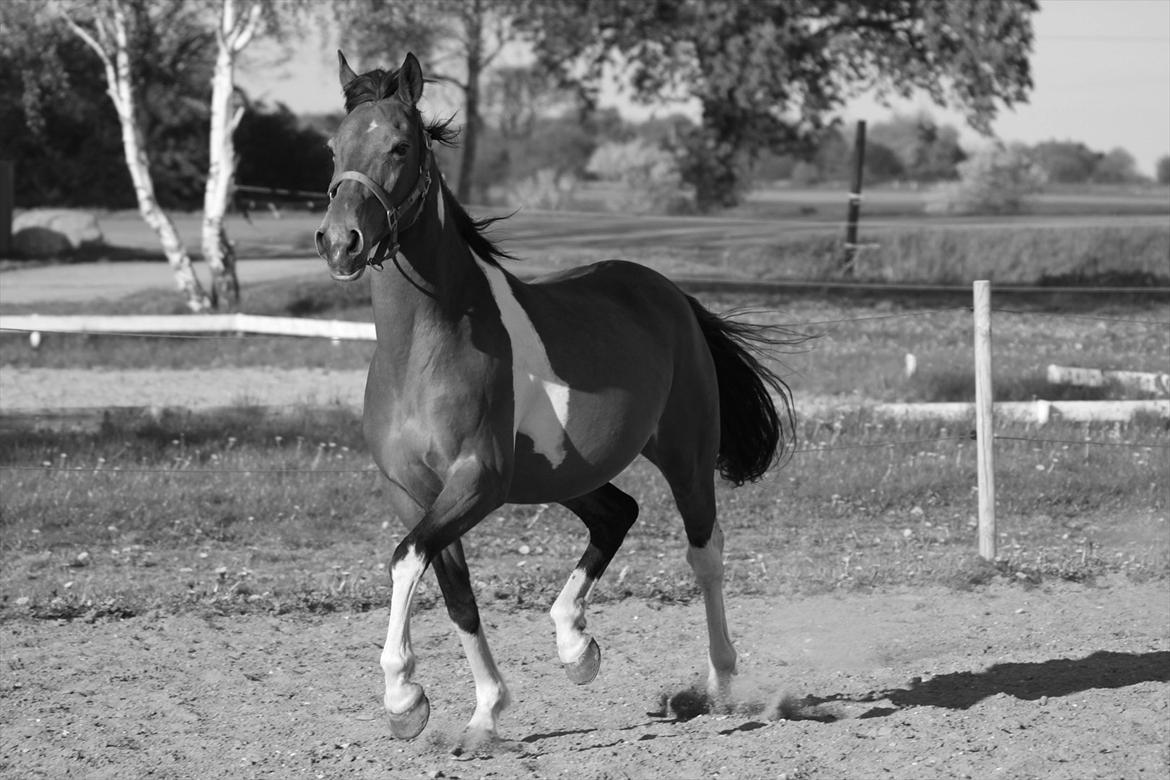 Pinto Madeline billede 13