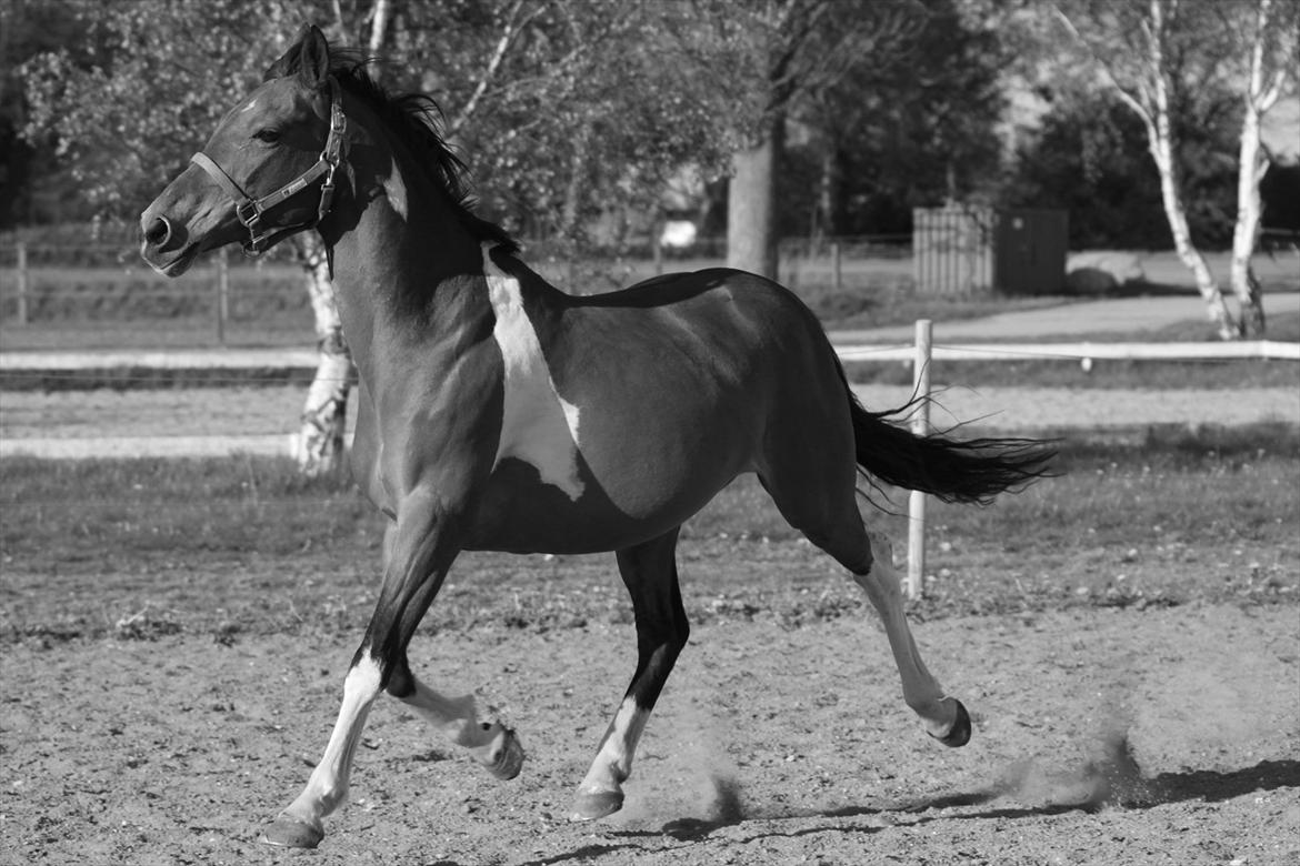 Pinto Madeline billede 14