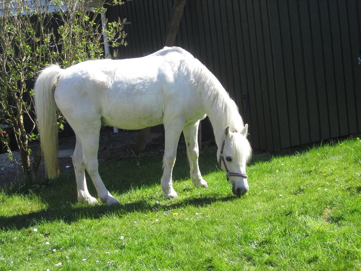 Welsh Pony (sec B) Fjordager Demsy - hygge hjemme i haven billede 8