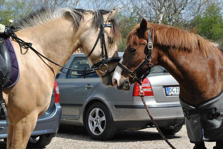 Anden særlig race Vangshøjs Baily <3 B-PONY - Et sidste farvel d. 4. maj 2012
Et helt specielt bånd, som aldrig vil blive brudt, selvom man er langt fra hinanden <3
Brødre for livet. billede 5