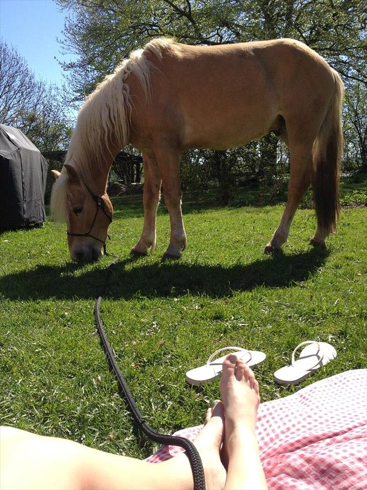 Tyroler Haflinger Walando - Sommerhygge i haven. Sommer, 2013 billede 11