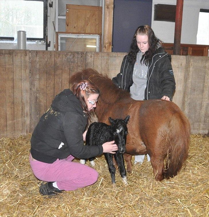 Anden særlig race » Hegnsholts Ziba <3 « R.I.P <3 - Vores første møde med hinanden - helt ny <3 4. maj 2012 billede 2