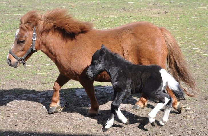 Anden særlig race » Hegnsholts Ziba <3 « R.I.P <3 - Første trin udenfor, 5. maj 2012! billede 4