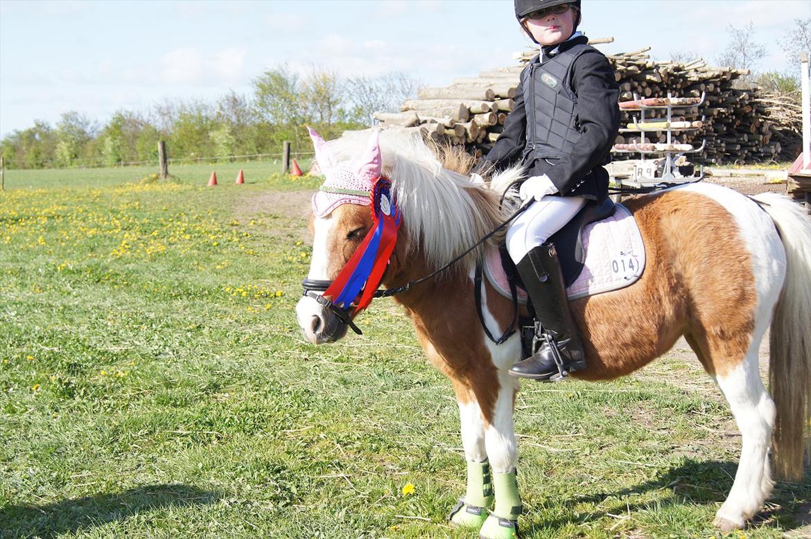 Anden særlig race Tulle (solgt) billede 18