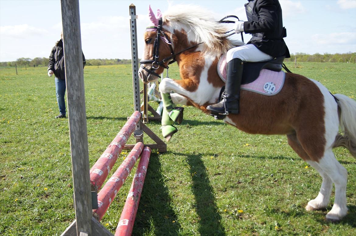 Anden særlig race Tulle (solgt) billede 20