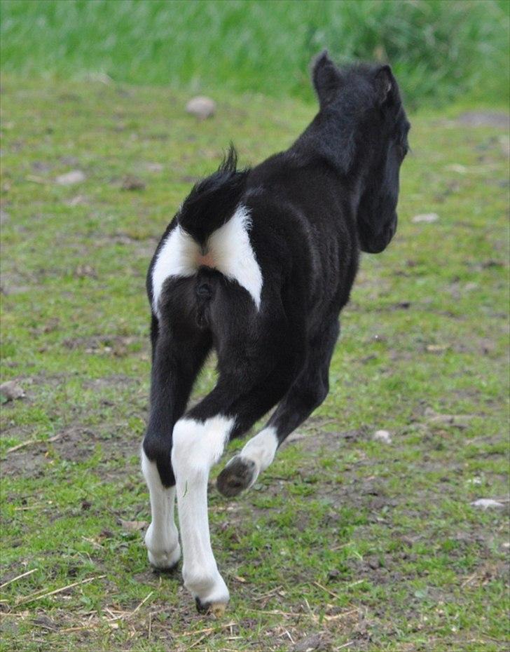 Anden særlig race » Hegnsholts Ziba <3 « R.I.P <3 - Så blev lillefisen et døgn ældre, og kan nu rigtig give den gas - her 2. gang på fold, 6. maj 2012 billede 5