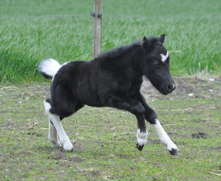 Anden særlig race » Hegnsholts Ziba <3 « R.I.P <3 - Så blev lillefisen et døgn ældre, og kan nu rigtig give den gas - her 2. gang på fold, 6. maj 2012 billede 6