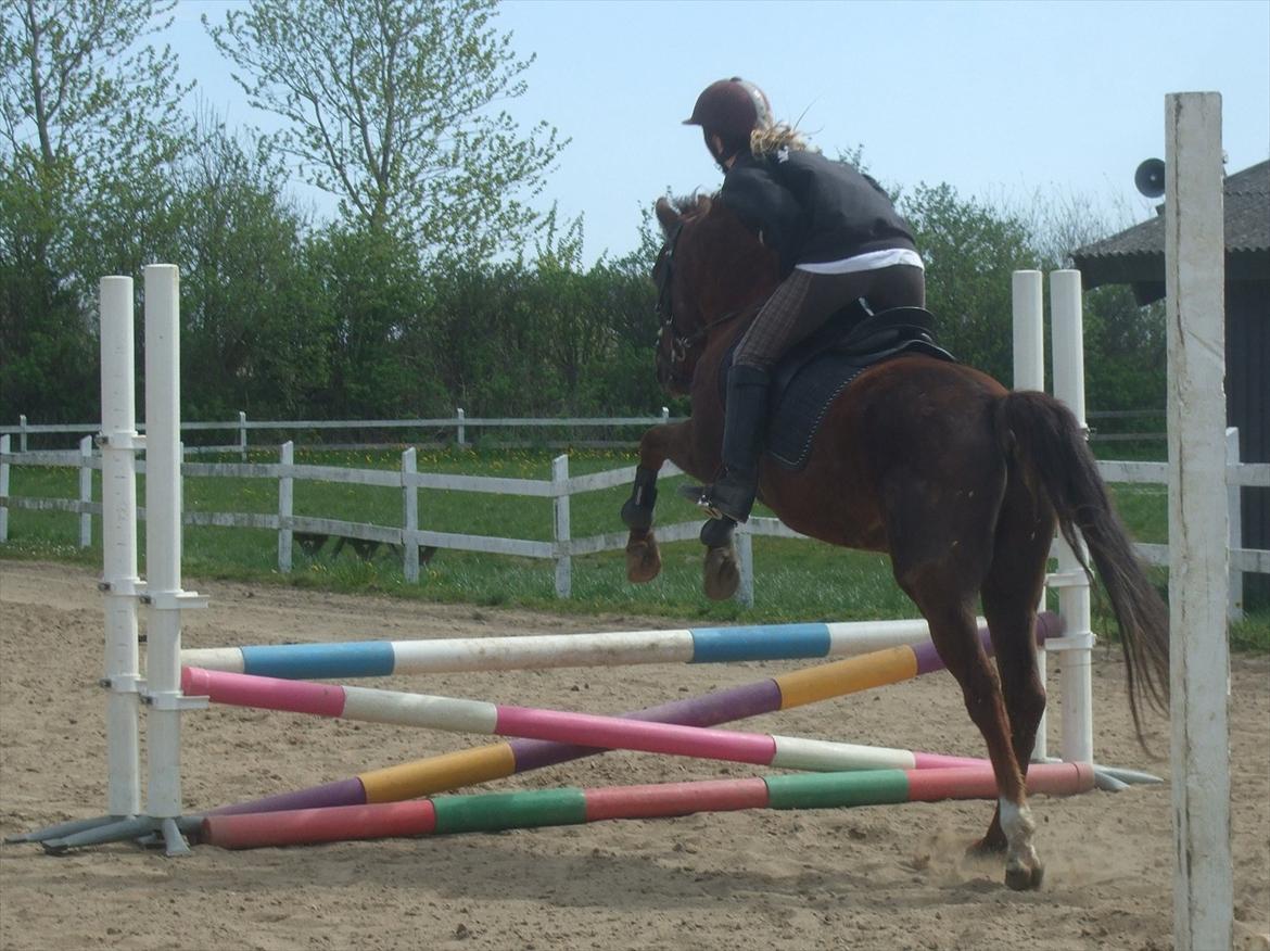 New Forest Elmholts Lamour - Spring med Mollie :) billede 7