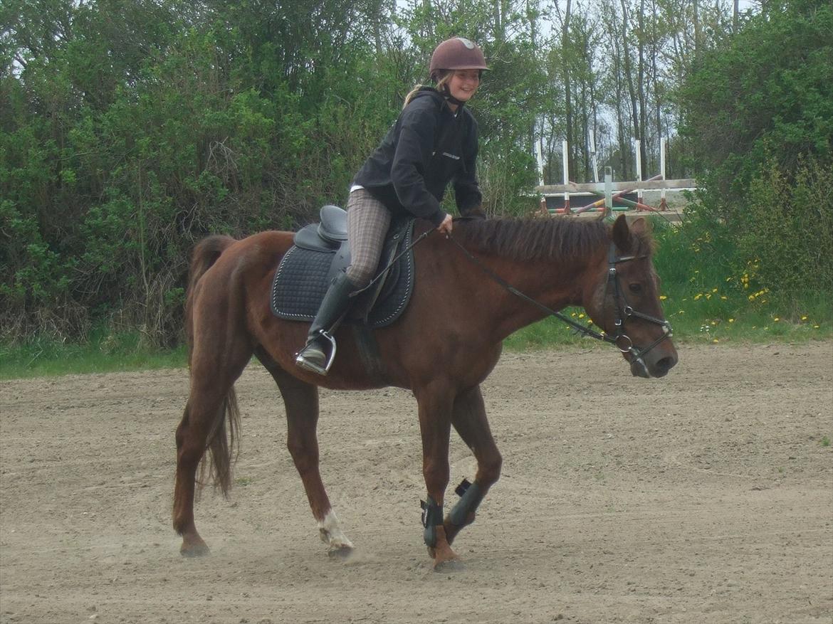 New Forest Elmholts Lamour - En stolt Mollie efter en schenkelvigning i galop :) billede 10