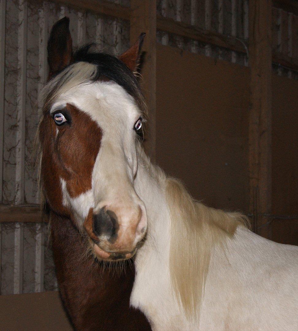 Pinto Brattensborgs Sambuca - Sambuca!<3 billede 1